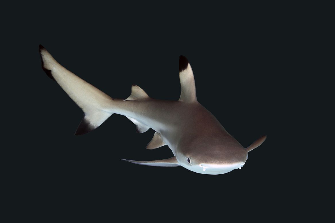 Veinte tiburones de punta negra serán presentados a fin de mes en el Acuario Nacional en una exhibición que costó 12,5 millones de dólares y que reproduce un sistema de corales del océano Índico.