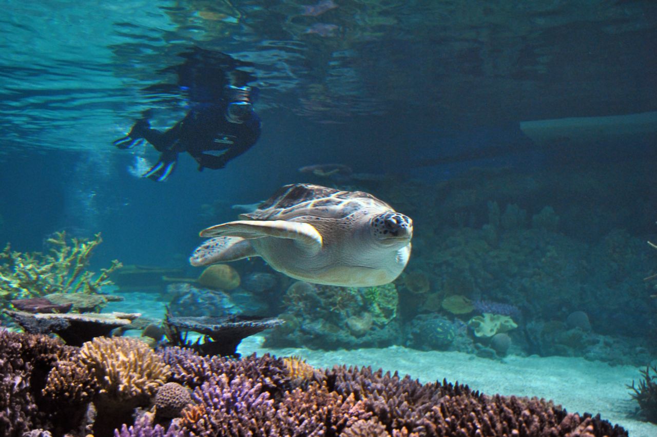 Calypso tenía una aleta infectada y varias complicaciones cuando fue rescatada en Long Island en el año 2000. La aleta fue amputada y el acuario adoptó a la tortuga verde.