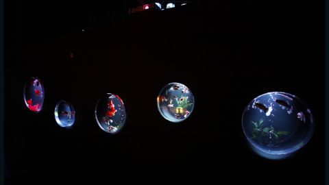 The 'Kingyo Collection' installation at Art Aquarium.