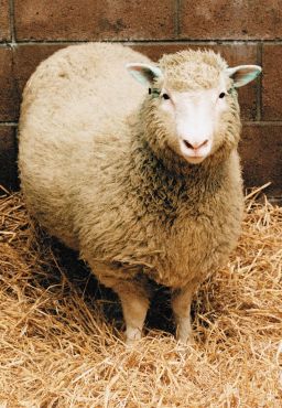 Dolly the sheep was the world's first cloned mammal.