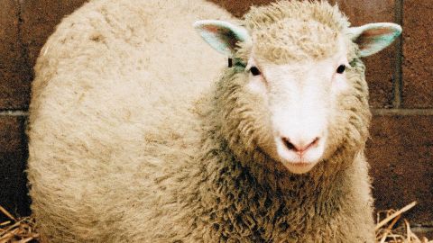 Dolly the sheep was the world's first cloned mammal.