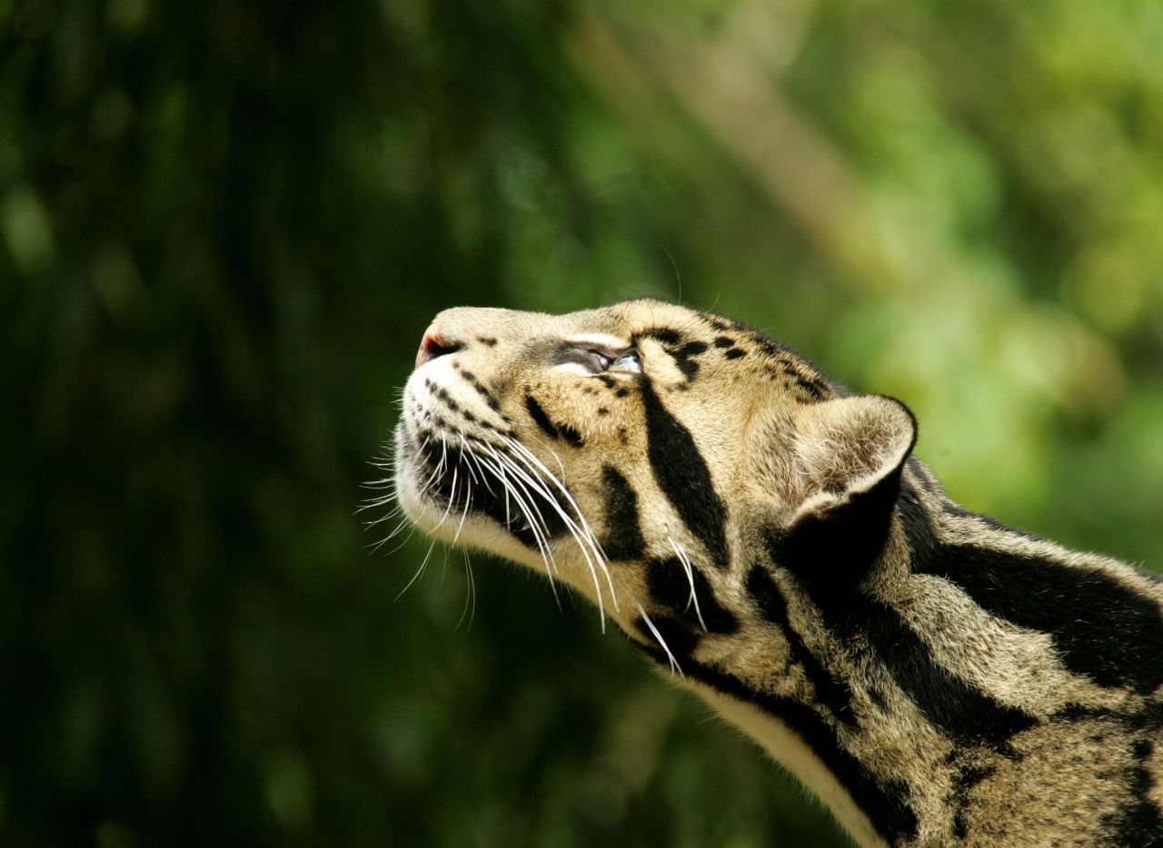 Líder en el programa de conservación del leopardo longibando, el Zoológico de Nashville ya ha tenido cinco crías este año. Desde el 2009, veinte cachorros han nacido en el zoológico. Son originarios del Sudeste Asiático y China.