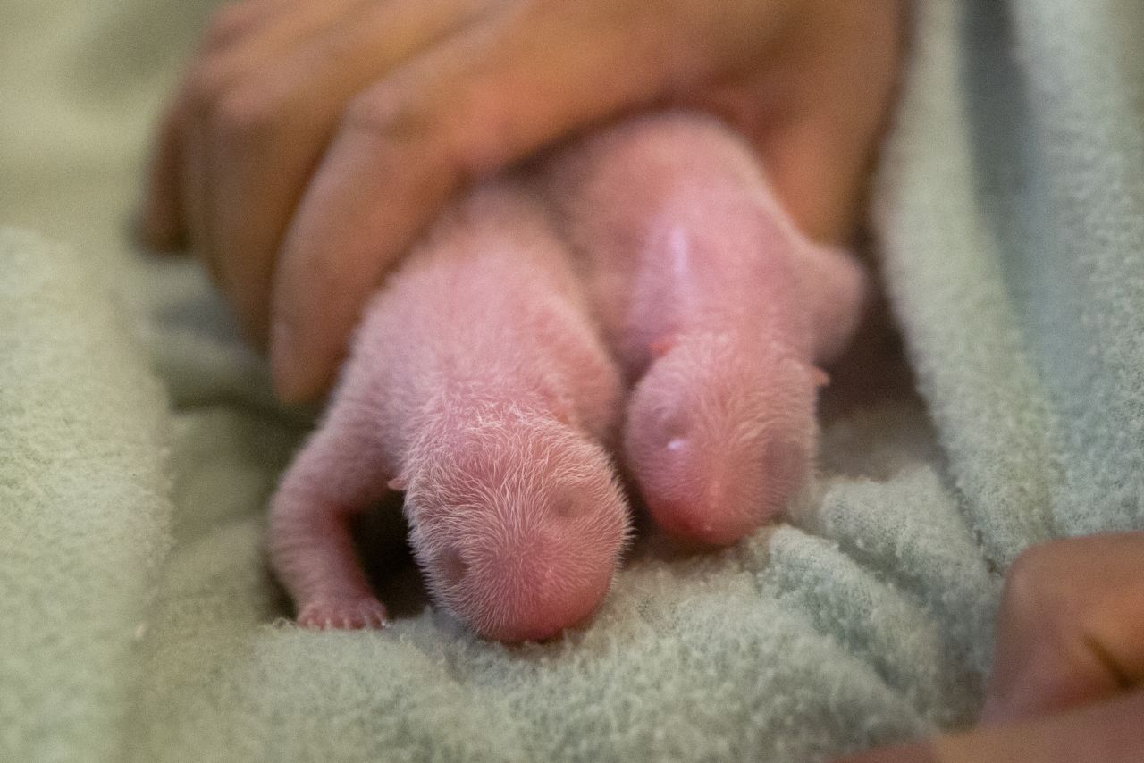 El primer gemelo nació 15 de julio a las 6:21 p.m. y su hermano llegó dos minutos después. Los dos machos son los primeros pandas gigantes que nacen este año en los Estados Unidos y los primeros gemelos desde 1987.