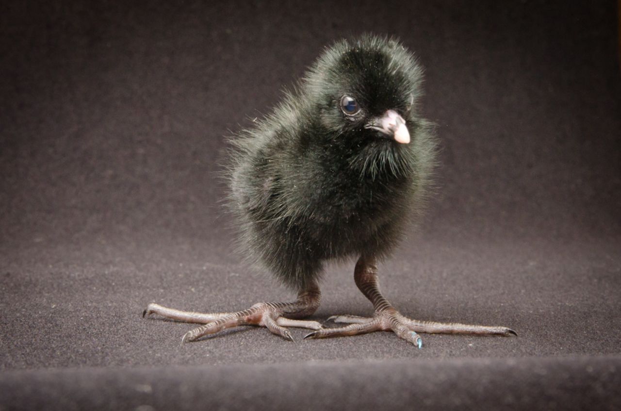 Cuatro polluelos negros africanos, criaturas originarias de África Subsahariana, nacieron en el Zoológico de Oregón el 8 de julio.
