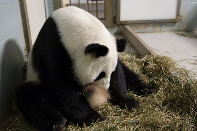 Giant panda Lun Lun shortly after giving birth to twins at Zoo Atlanta on July 15, 2013. The 15-year-old giant panda was caring for one of her cubs but was not letting the photographer see it.
