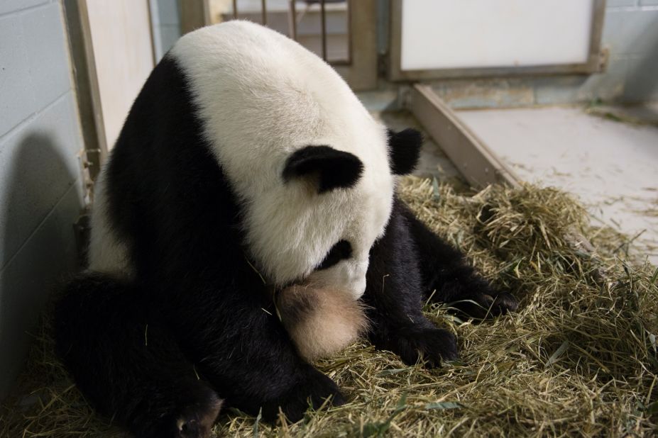 Giant panda Lun Lun gave birth to twins at Zoo Atlanta in July 2013. She was caring for one of her cubs but not letting the photographer see it.