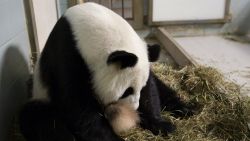 Lun Lun is shown here shortly after giving birth to twins on July 15.  The 15-year-old giant panda is shown here with one of her cubs but she's not letting the photographer see it.