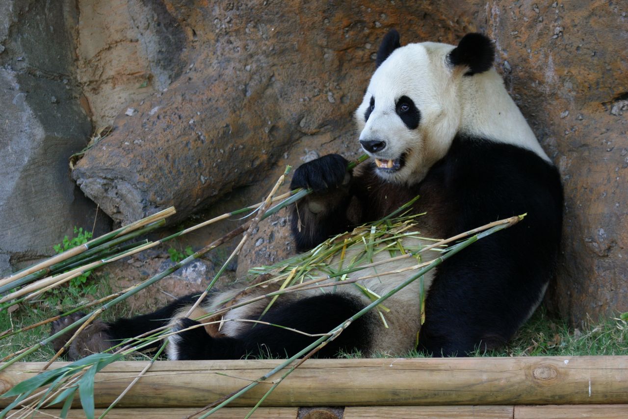 Si no logras aguantar unos meses, cuando serán exhibidos los bebés, igualmente puedes disfrutar de los pandas gigantes en el Zoológico de Atlanta. El padre de los gemelos, Yang Yang, aparece en la imagen y sus hermanos, Xi Lan, de cuatro años, y Po, de dos, están en exhibición.