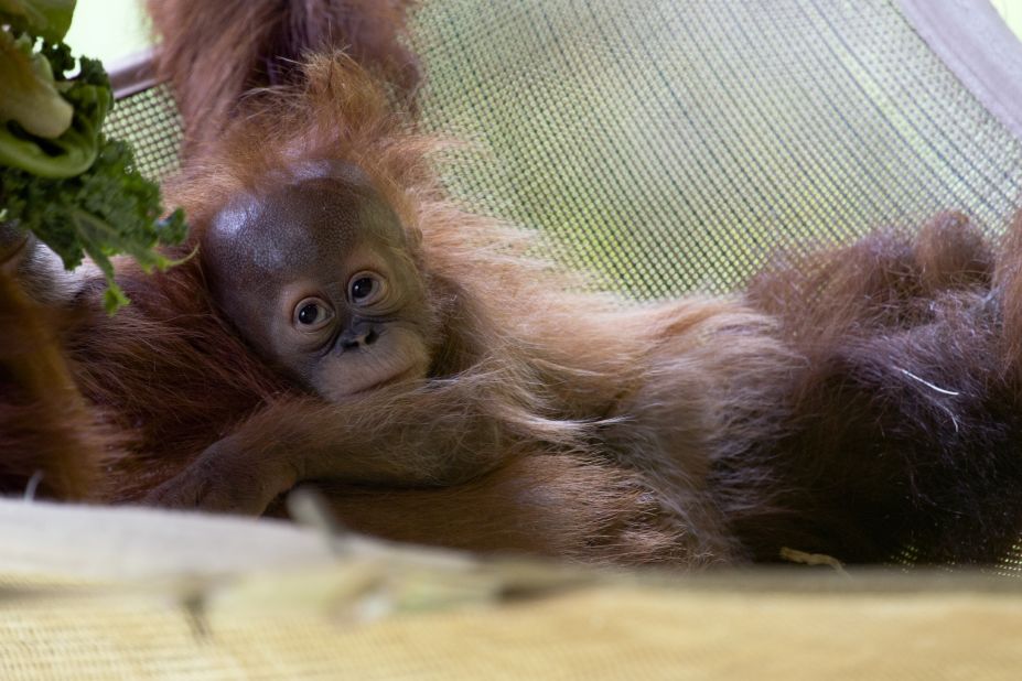 Pongo, a Sumatran orangutan, was born at Zoo Altanta via cesarean section in January 2013. First-time mom Blaze initially needed round-the-clock help from zoo staff and volunteer nurses from the local children's hospital to learn to care for Pongo. 
