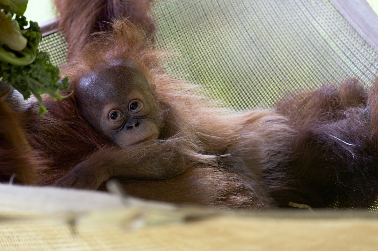 Si tienes suerte, podrás ver a Pongo, un orangután de Sumatra que nació el 10 de enero por cesárea. La madre primeriza Blaze necesitó la ayuda de los trabajadores del zoológico y enfermeras voluntarias para aprender a cuidar a Pongo.