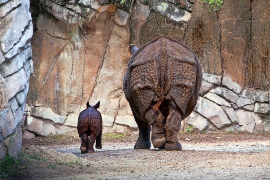 Asha, a greater one-horned rhino calf, was born in August 2012 at the <a href="http://www.fortworthzoo.org" target="_blank" target="_blank">Fort Worth Zoo.</a> The birth of this endangered species was the first at the Texas zoo. 