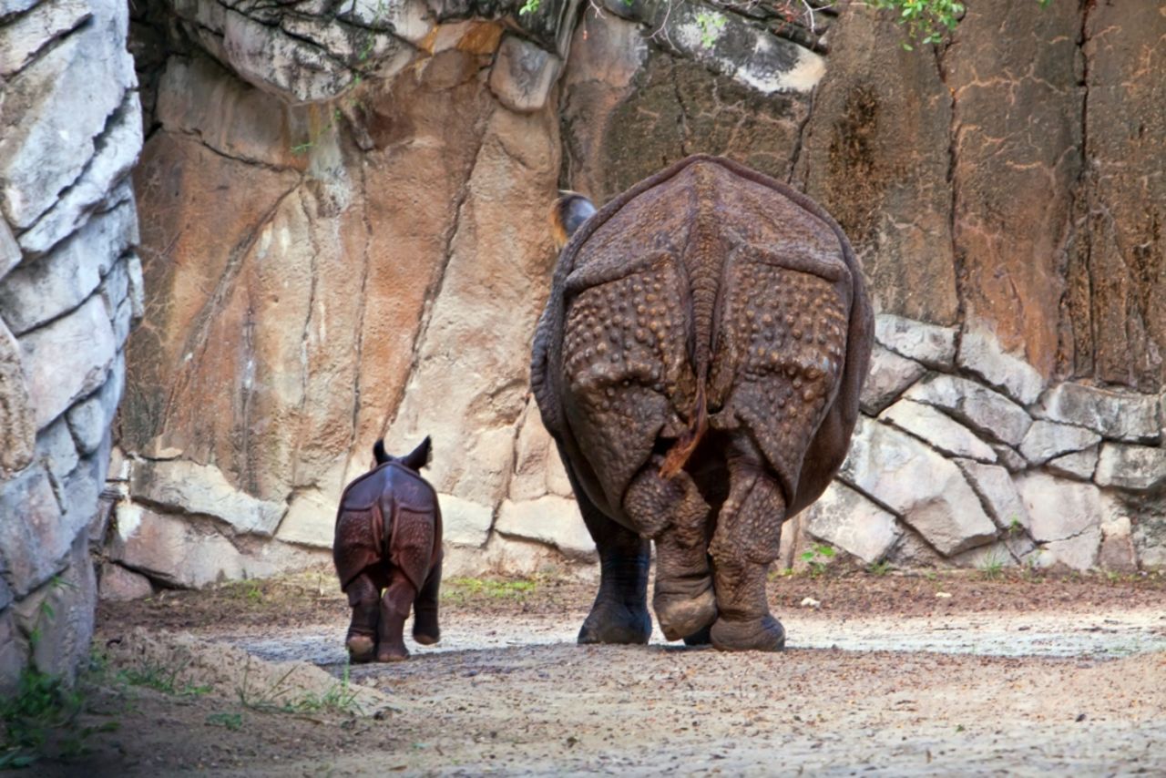 Asha, un rinoceronte hembra, nació el 16 de agosto de 2012 y todavía vive con su madre en la exhibición Asian Falls del Zoológico de Forth Worth.