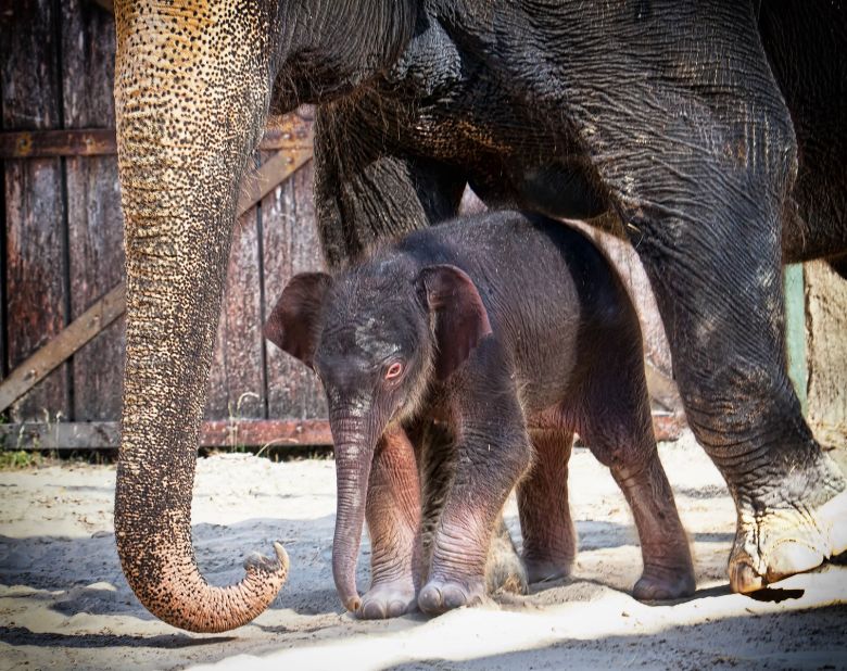 This Asian elephant calf was born at the Fort Worth Zoo in July 2013. It weighed 330 pounds and measured 38 inches tall. Rasha, a 40-year-old Asian elephant, gave birth to her second calf after a 22-month pregnancy.