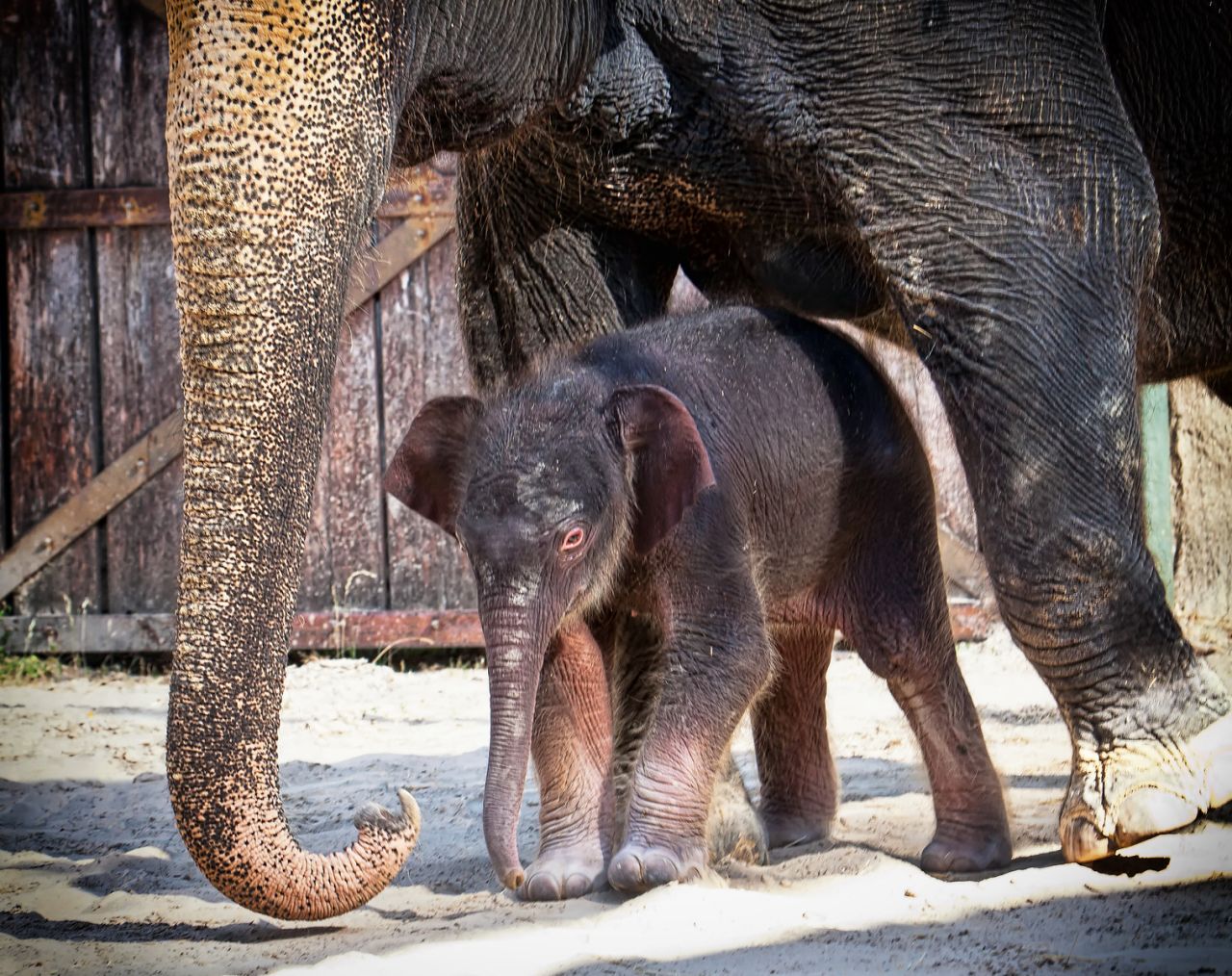 Esta cría de elefante asiático nació en el Zoológico de Forth Worth el 7 de julio con un peso de 150 kilos y un metro de altura. Puedes votar por su nombre en la página de Facebook del zoológico.