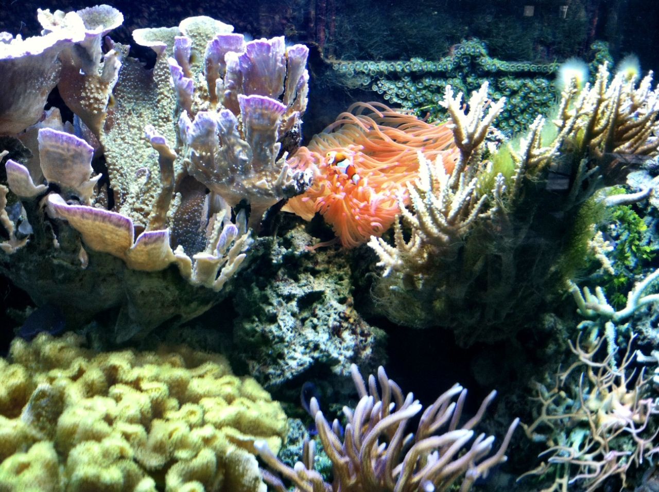 Pese a que Snooty es la estrella del acuario en el Museo del Sur de Florida, el sitio también cuenta con un tanque de coral, un tanque para especies invasivas y uno con estrellas de mar, erizos de mar y cangrejos hermitaños.
