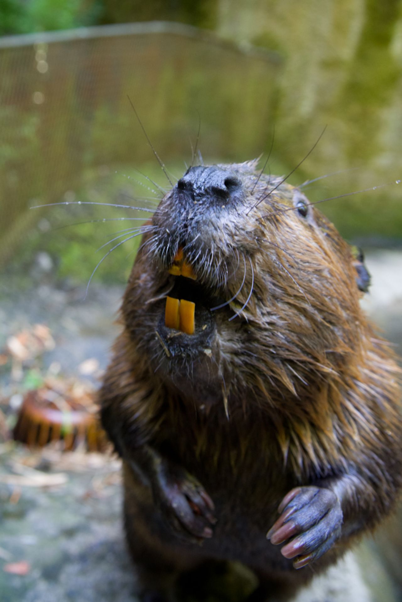 El Zoológico de Oregón no estaría completo sin el castor, el animal del estado y mayor roedor de América del Norte.