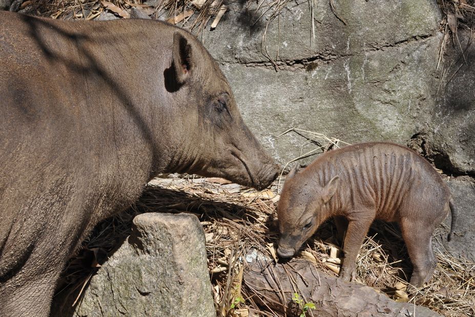 This baby babirusa, born in March 2013 to first-time parents Wilma and Bertello, was the first of its species to be born at the Riverbanks Zoo and Garden in Columbia, South Carolina. "Babirusa" is Malaysian for "deer-pig." These swine run swiftly like deer and are known to be good swimmers.