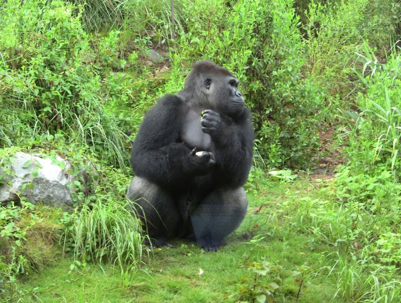 El gorila Ajari, de 12 años, fue trasladado este año al Zoológico y Jardín Riverbank donde se unió a Chaka, de 28, y Mike, de 12. Los gorilas occidentales de llanura suelen vivir en grupos de cinco a treinta individuos en las selvas tropicales de África Occidental.