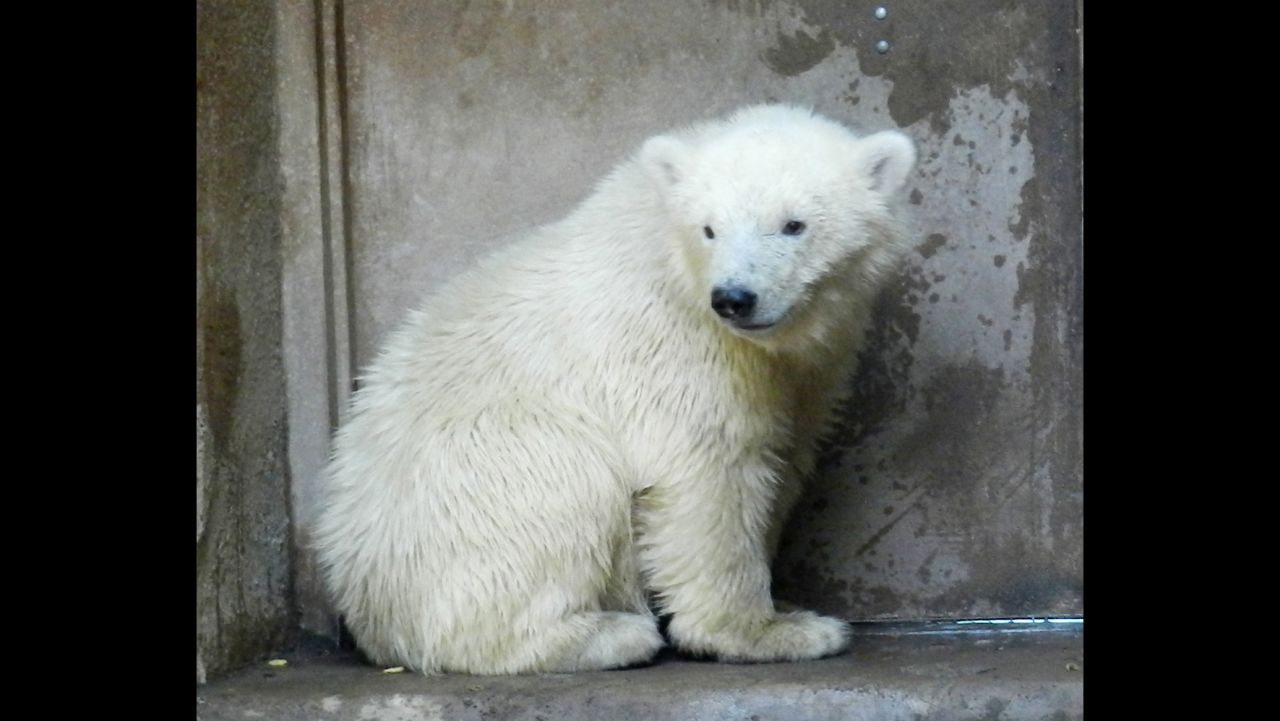 Luego de que una osa polar fuera asesinada en marzo, su cría fue rescatada por las autoridades y colocada temporalmente en el Zoológico de Alaska. En mayo, Kali fue trasladado al Zoológico de Búfalo en Nueva York, donde le hará compañía a Luna.