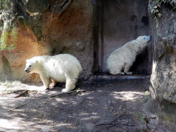 Kali, on the right in Buffalo, later moved to the <a href="http://www.stlzoo.org/animals/abouttheanimals/mammals/carnivores/polar-bear/kali/" target="_blank" target="_blank">St. Louis Zoo.</a>