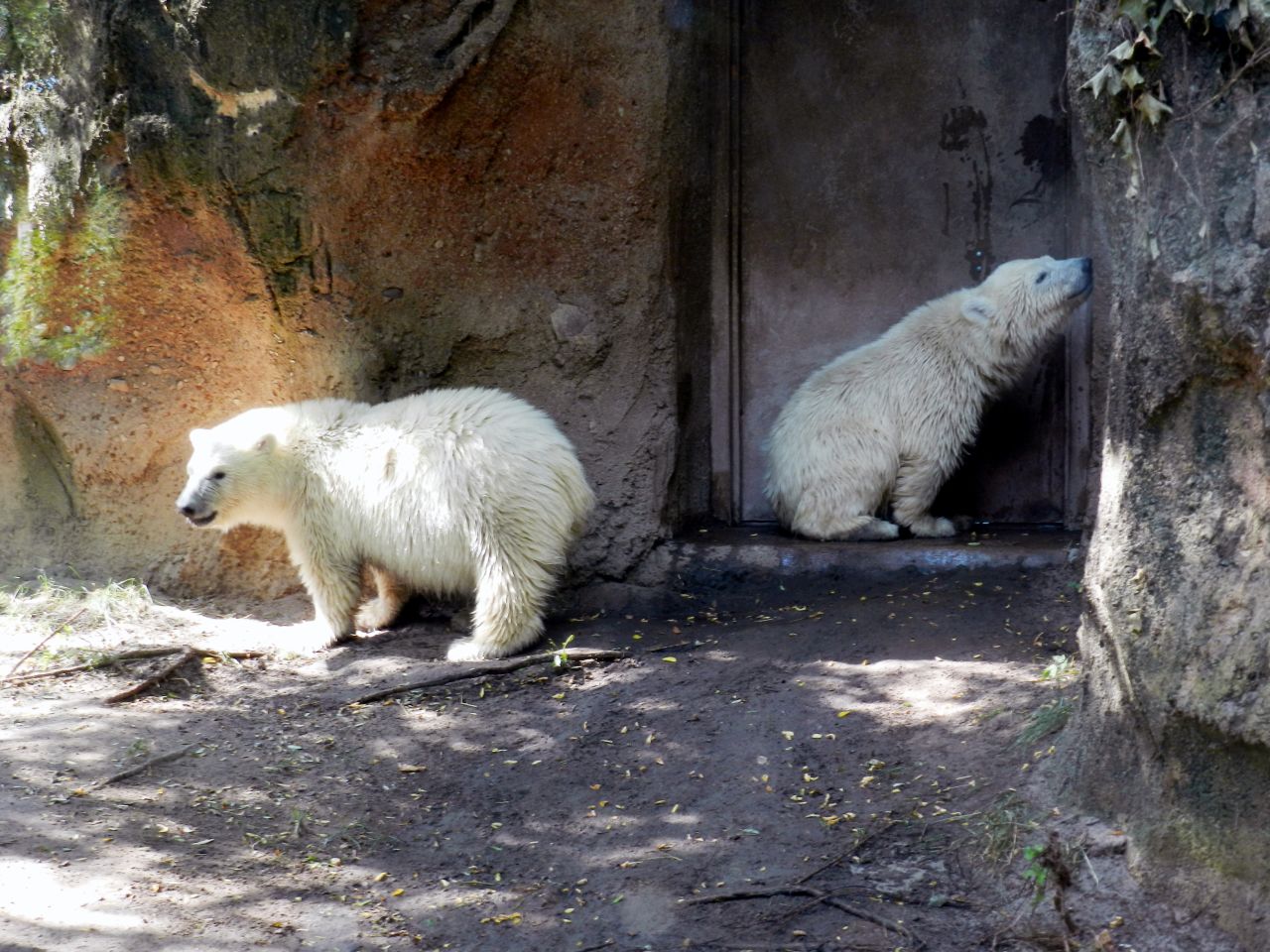 Cuando Kali, aquí a la derecha, llegó al Zoológico de Búfalo, estaba un poco tímido. Ahora, Kali y Luna son grandes amigos.