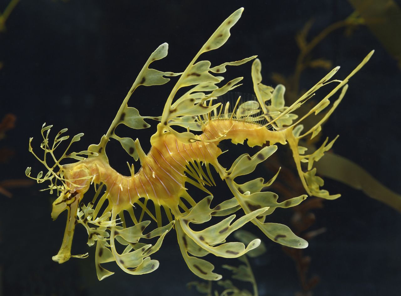 Estos dragones de mar foliáceos no estarán en el Acuario de la bahía de Monterey mucho tiempo más ya que forman parte de la exhibición "La vida secreta de los caballitos de mar", que cerrará pronto.