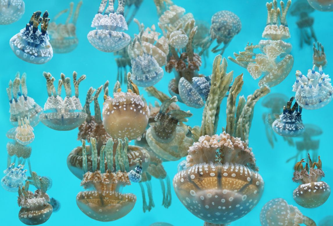 El Acuario de la bahía de Monterey tiene en exhibición 16 especies de medusas y corales.