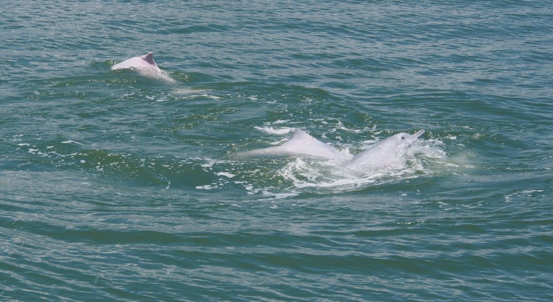 China's white dolphins -- famous for the actual pink hue of their skin -- could be wiped out completely.