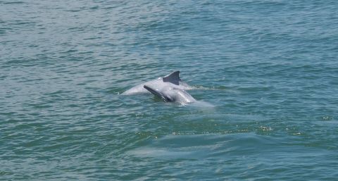 The Chinese white dolphins exemplify a tug between conservation and business.
