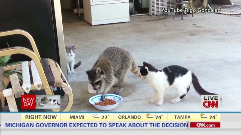 Real life raccoon bandit steals from cats CNN