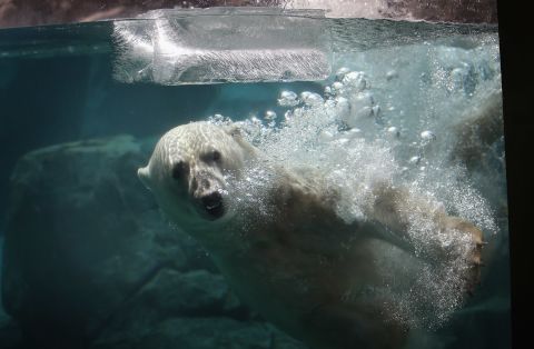 Hudson the polar bear plays with a block of ice to cool down at the Brookfield Zoo during a massive heat wave on Thursday, July 18, in Brookfield, Illinois.