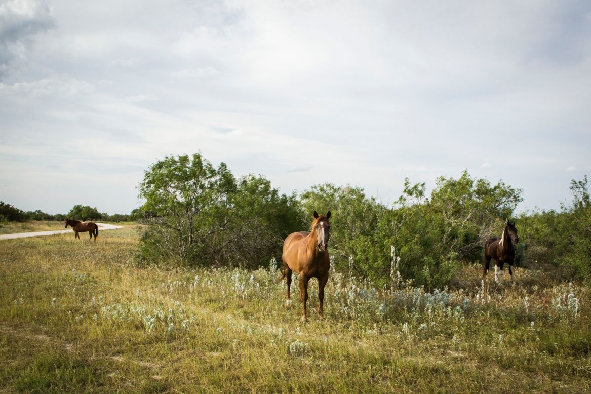 Horses on the El Tule Ranch in Brooks County, Texas. 