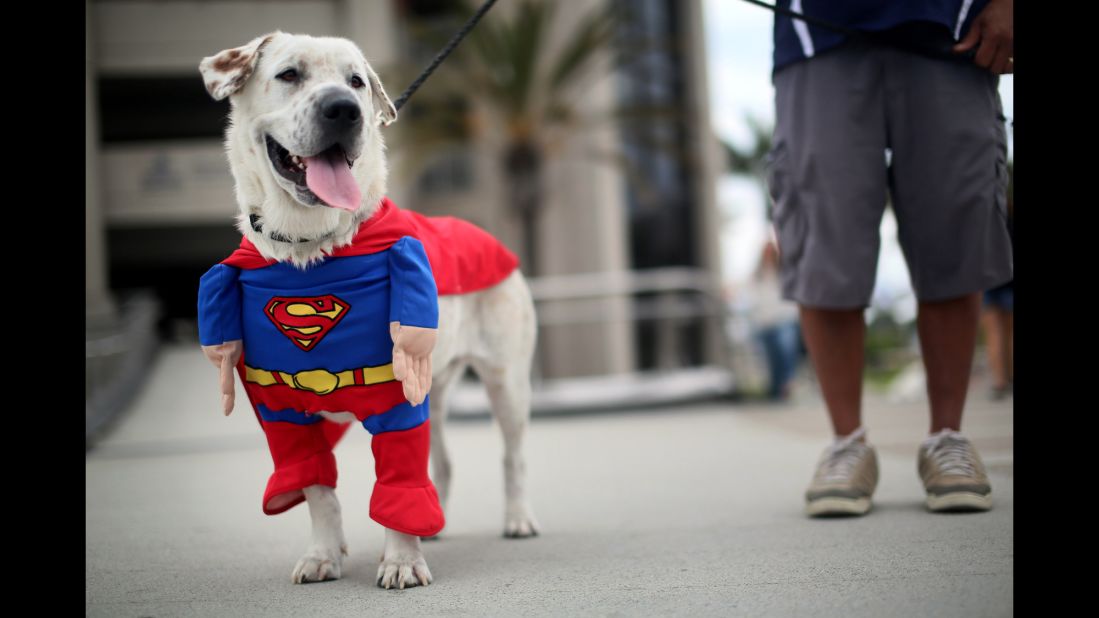 Beckham the dog enjoys the sights and sounds dressed in a Superman costume on July 19. 