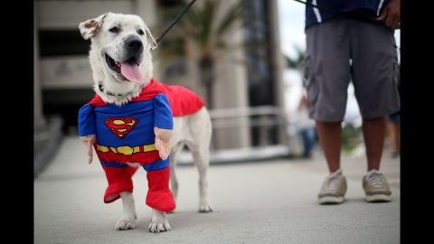 Beckham the dog enjoys the sights and sounds dressed in a Superman costume on July 19.