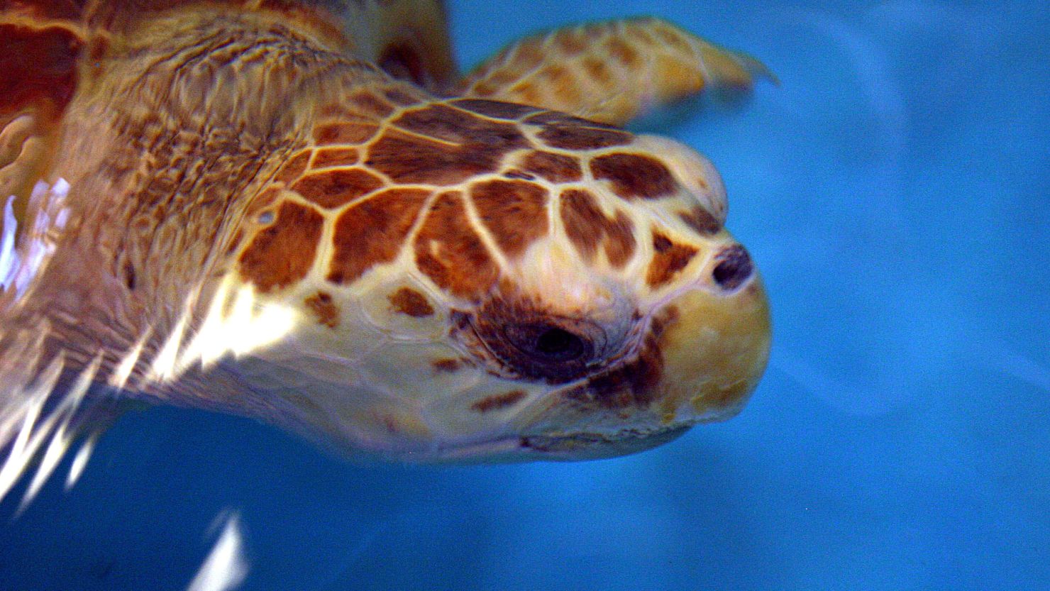 Caton the sea turtle has found a new home at Sea World Orlando.