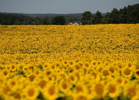 Sunflowers blossom on a field near Langerwisch, eastern Germany, on July 22. 