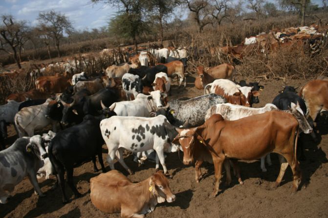 The group has established a women-run milk processing company that's producing dairy products, such as cheese, yoghurt, butter and ghee. "It has been going on now for the last five years and the life of the people, the life of the families, have changed dramatically and women are making so much money," says Kariongi.