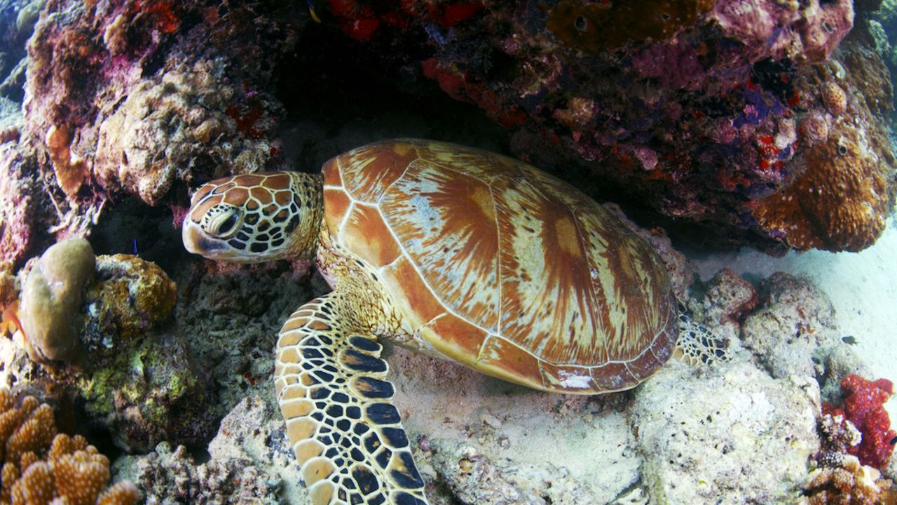 In his 1989 film "Borneo: The Ghost of the Sea Turtle," famed underwater explorer Jacques Cousteau said, "I have seen other places like Sipadan, 45 years ago, but now no more. Now we have found an untouched piece of art."
