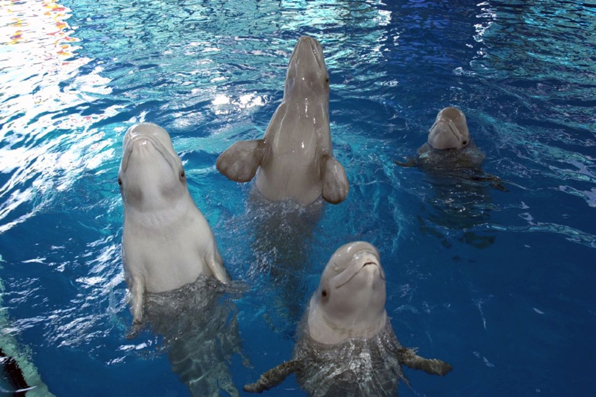 SeaWorld Orlando's Private VIP Tour (from $299) allows visitors to attend feeding sessions with dolphins, sea lions and stingrays.
