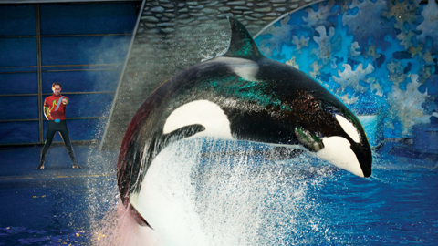 A scene from one of SeaWorld's popular orca shows.