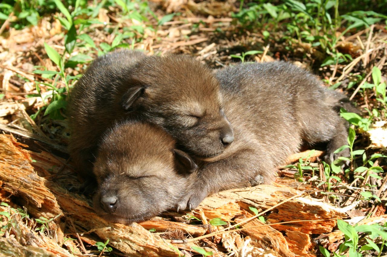 There are an estimated 110 to 120 red wolves left, according to the Red Wolf Recovery Program.