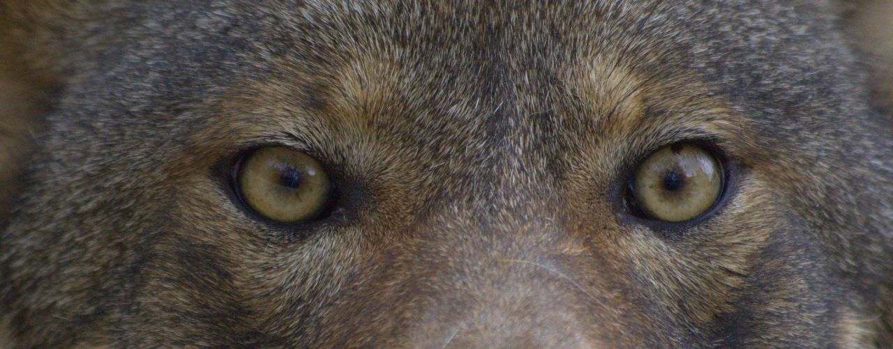 Red wolves have been on the endangered species since 1967, and Eastern North Carolina is the only place you can hear their howls.