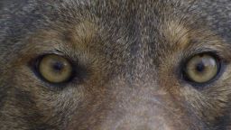 Red wolves have been on the endangered species since 1967, and Eastern North Carolina is the only place you can hear their howls. 