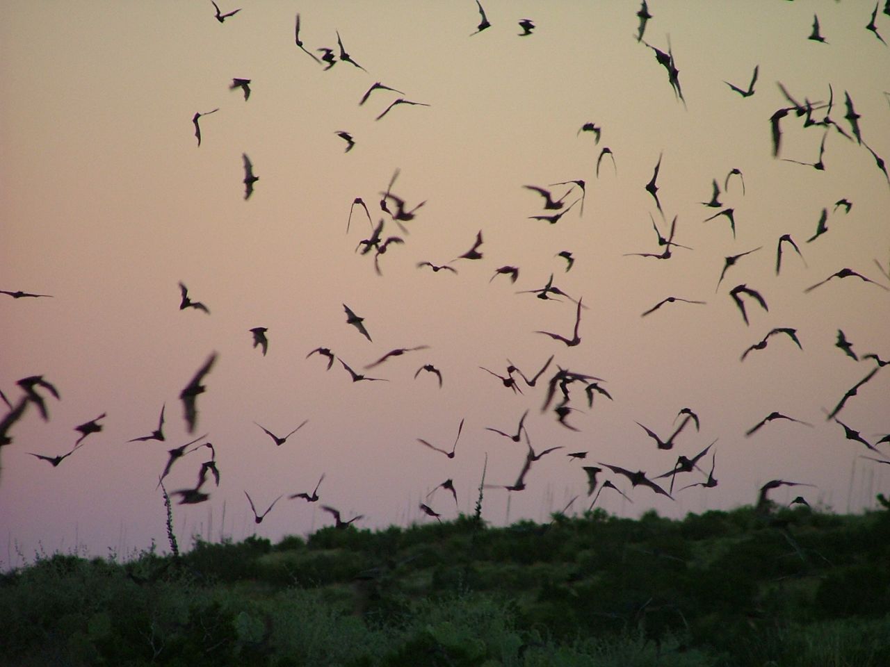 The bats swirl out of the cave just before dusk to hunt and return gorged with food before dawn.