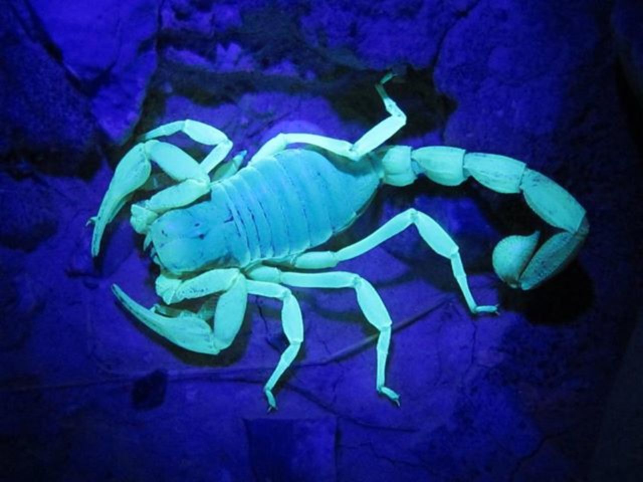 Nevada's national wildlife refuges are home to scorpions, an arachnid with an exoskeleton that glows under an ultraviolet light.