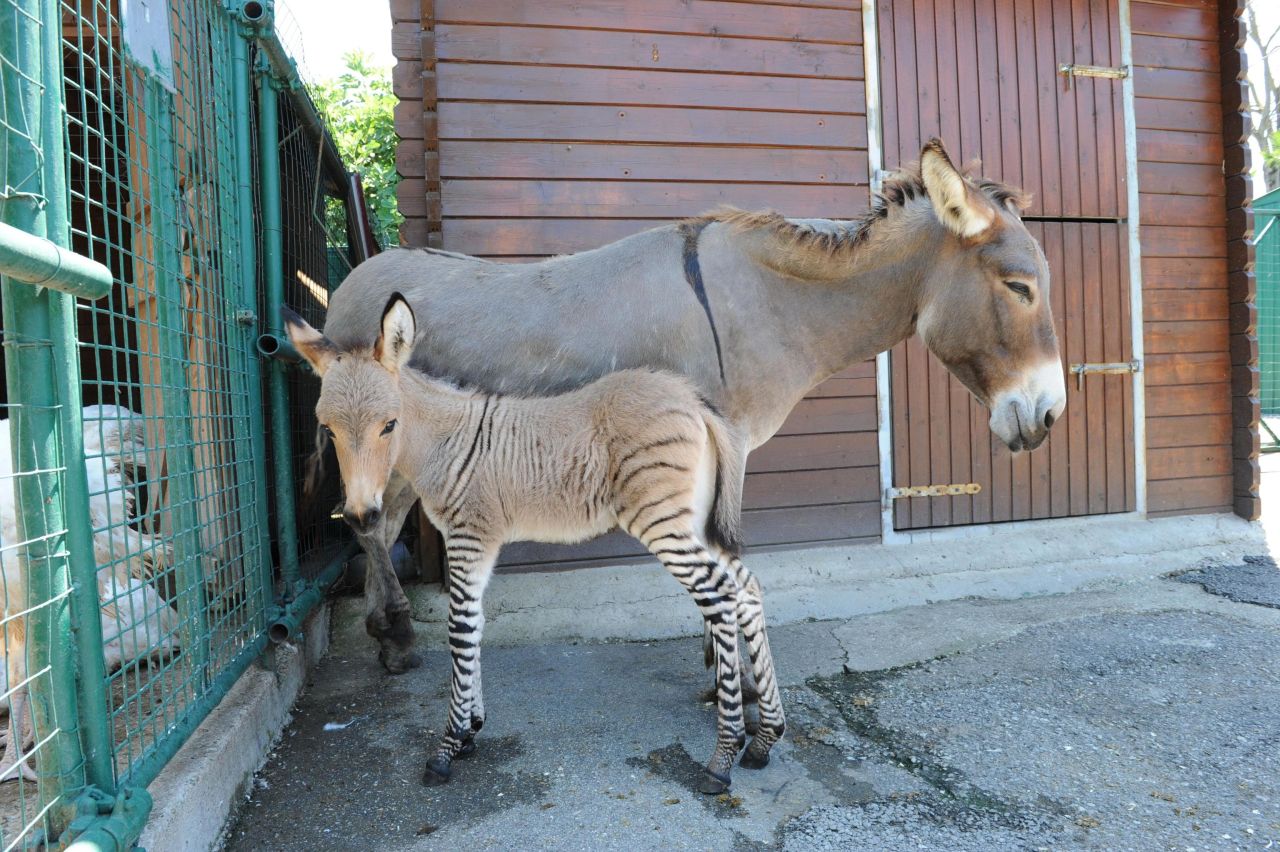 Ippo, a rare product of a female donkey and a male zebra, or<a href="http://www.cnn.com/2010/US/09/23/what.is.zedonk/index.html"> "zonkey</a>," born in Florence, Italy, on Tuesday, July 23. Sometimes called zedonks or zebroids, the zonkey could live well into its 20s but will be unable to reproduce.