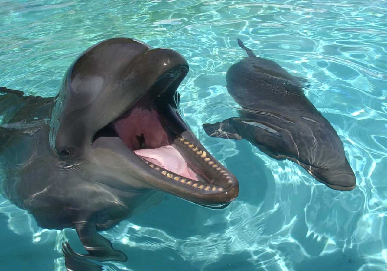 Kekaimalu, the only known living hybrid of a false killer whale, shows off her baby, a female "wholphin," at Sea Life Park Hawaii in Honolulu on April 21, 2005. The baby is one-fourth false killer whale and three-fourths Atlantic bottlenose dolphin. It was previously thought that a hybrid animal such as Kekaimalu would have difficulty conceiving and birthing. 