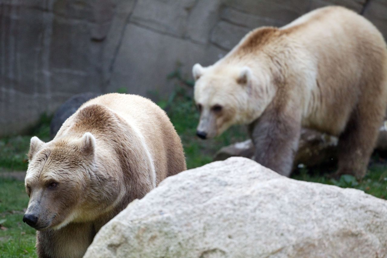 "Brice bears" named Taps and Tips enjoy their compound at the zoo in Osnabruck, Germany, on September 26, 2011. They are polar-brown bear hybrids. 