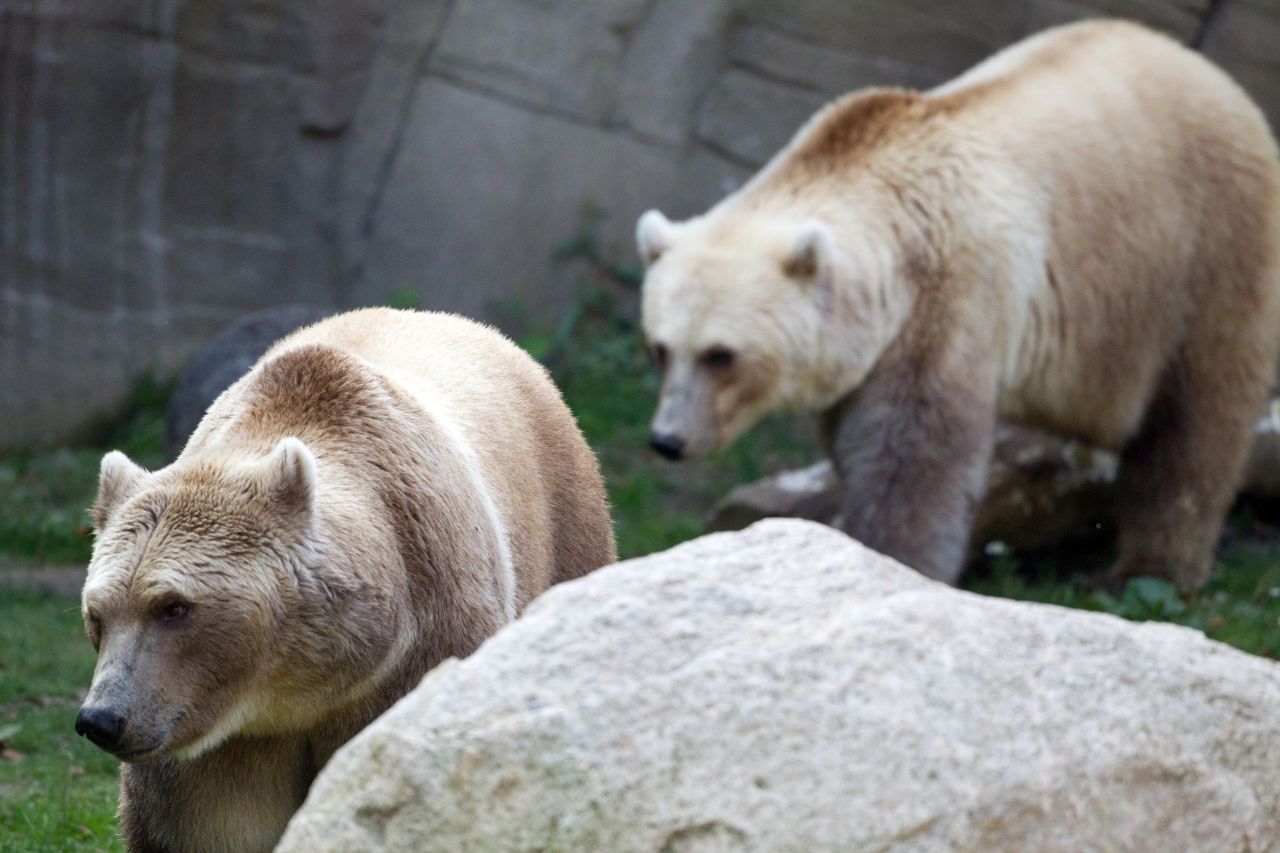 "Brice bears" named Taps and Tips enjoy their compound at the zoo in Osnabruck, Germany, on September 26, 2011. They are polar-brown bear hybrids.