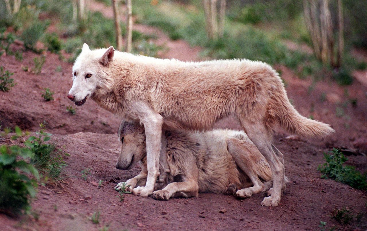 Residents of the Mission: Wolf sanctuary in Silver Cliff, Colorado, on June 18, 1998. The sanctuary takes in wolves and wolf/dog hybirds. 